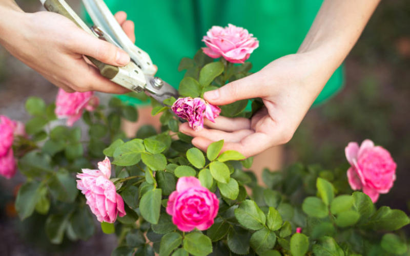 Pruning flowers